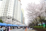 구로구 벚꽃축제 자료사진(거리공원 벚꽃축제)1.JPG